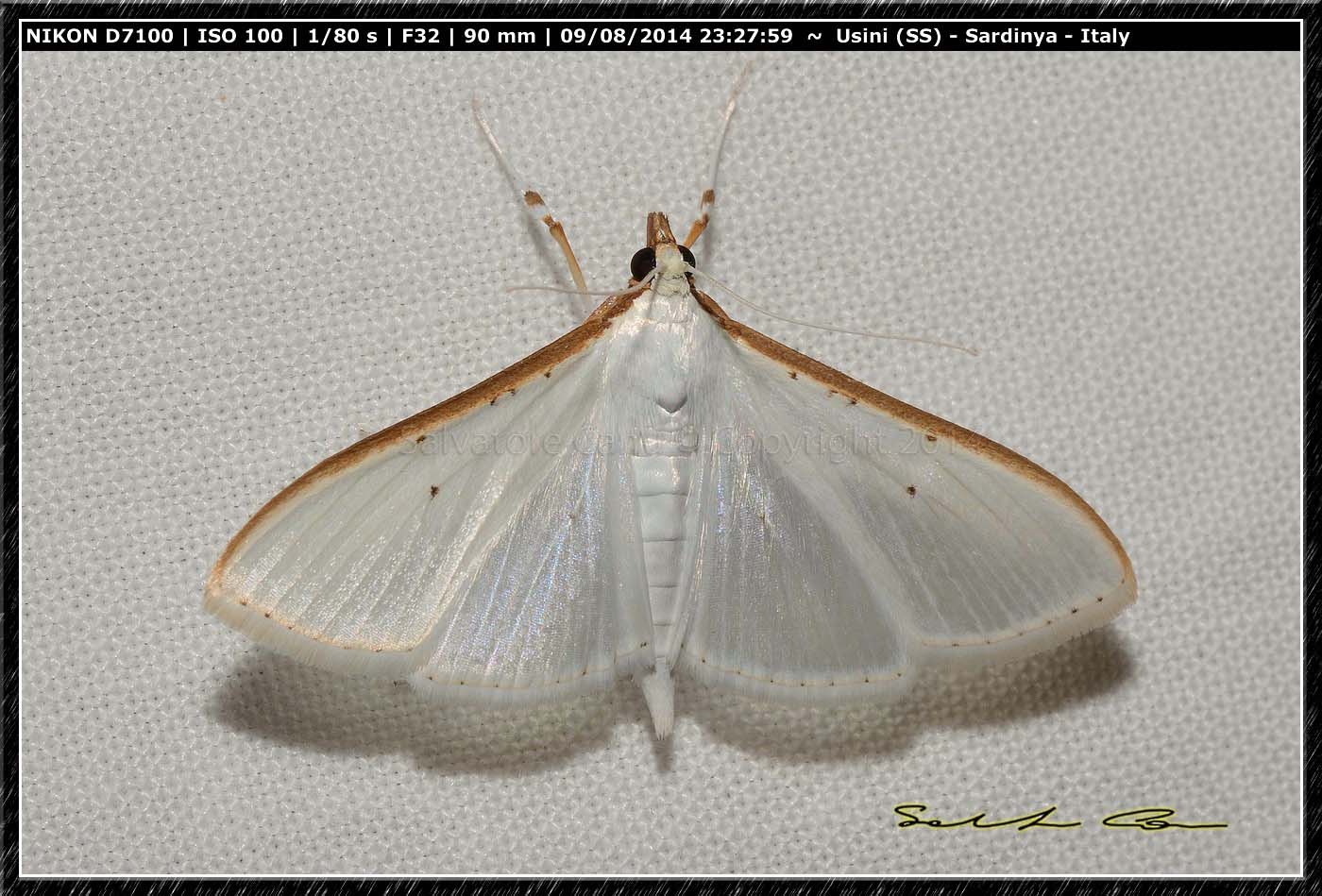 Palpita vitrealis (Rossi, 1794), Crambidae